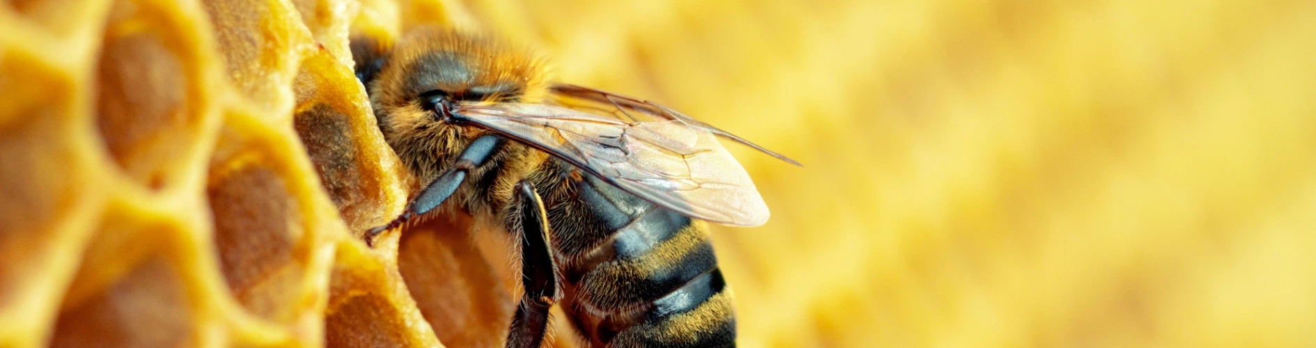 pszczoła na plastrze miodu